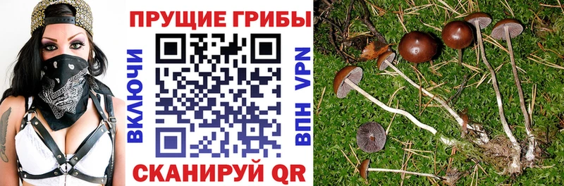 Псилоцибиновые грибы ЛСД Купить Грязи